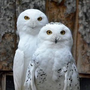 Meet your Posher, Deena